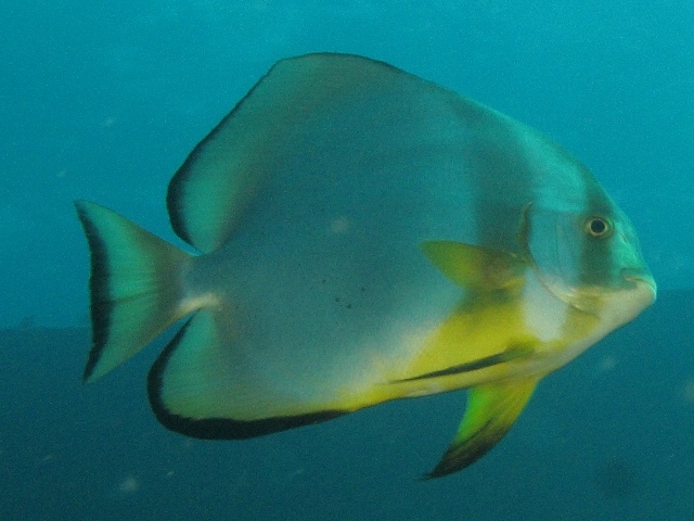Platax orbicularis